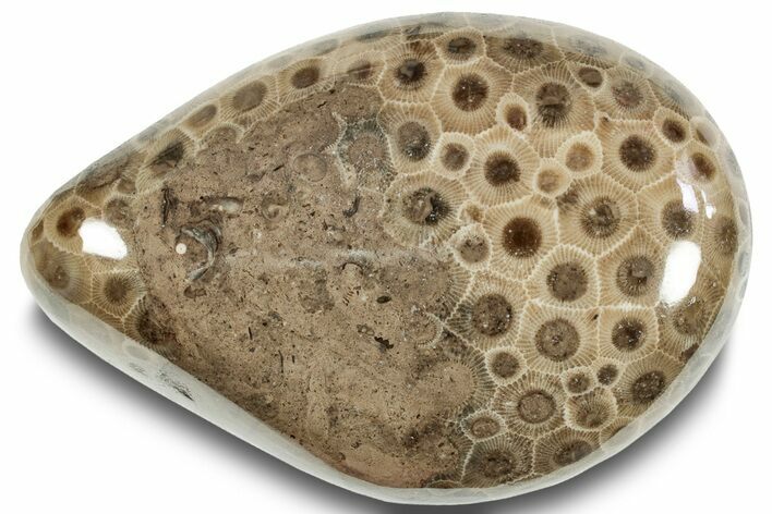 Polished Petoskey Stone (Fossil Coral) - Michigan #253667